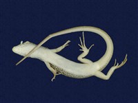 印度蜓蜥藏品圖，第6張